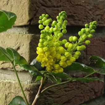 Mahonia aquifolium