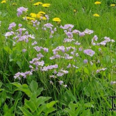 Wiesen-Schaumkraut - Cardamine pratensis