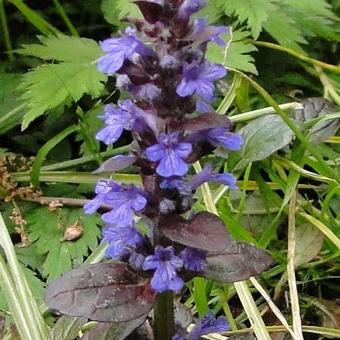 Ajuga reptans 'Atropurpurea'