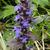 Ajuga reptans 'Atropurpurea'