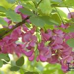 Robinia margaretta 'Casque Rouge' - 