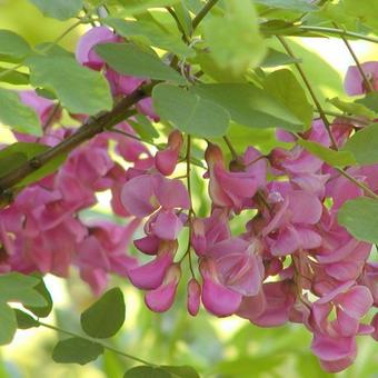 Robinia margaretta 'Casque Rouge'