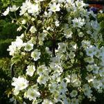 Clematis x cartmanii 'Avalanche' - 