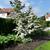 Cornus kousa 'Satomi'