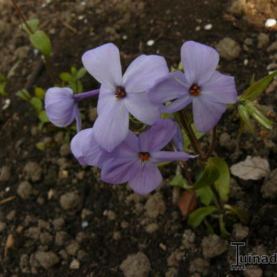 Phlox stolonifera 'Blue Ridge' - Phlox stolonifera 'Blue Ridge'