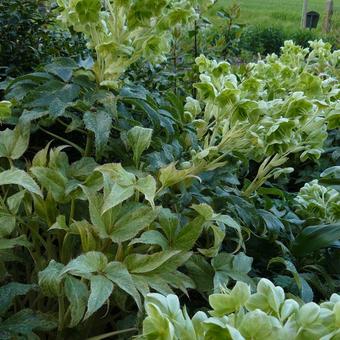 Helleborus sternii 'Ice Dance'