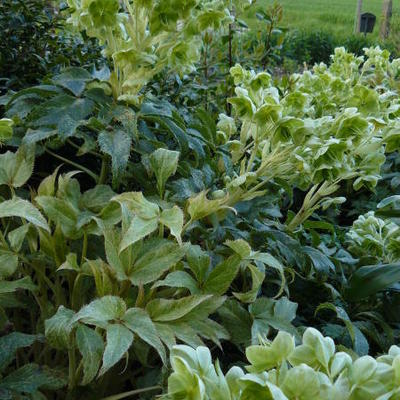 Helleborus sternii 'Ice Dance' - 