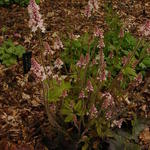 Tiarella cordifolia 'Pink Brushes' - 