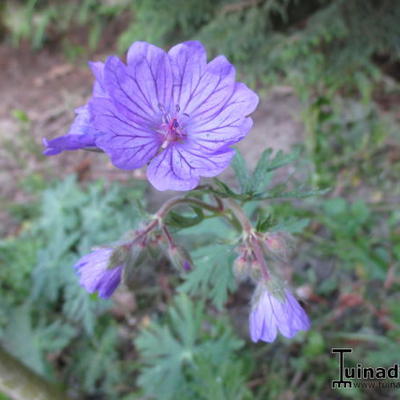 Geranium malviflorum - 