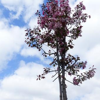 Malus 'Rudolph'