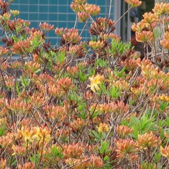 Rhododendron 'Lemonora'