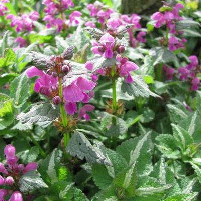 Lamium maculatum 'Shell Pink'  - Lamium maculatum 'Shell Pink' 