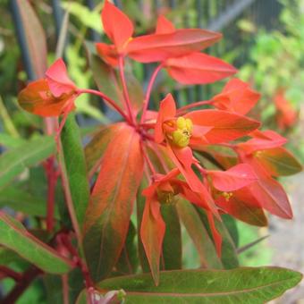 Euphorbia griffithii 'Fireglow'