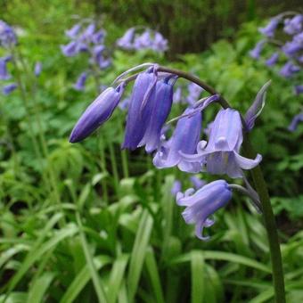 Hyacinthoides non-scripta