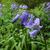 Hyacinthoides non-scripta