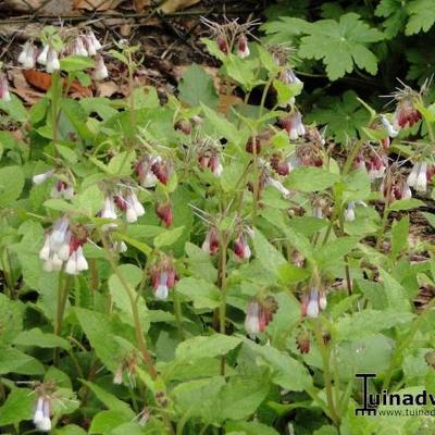 Symphytum grandiflorum 'Wisley Blue' - Symphytum grandiflorum 'Wisley Blue'