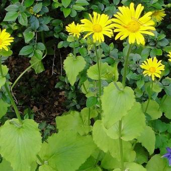 Doronicum orientale