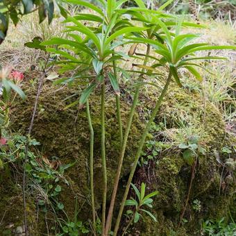 Euphorbia mellifera