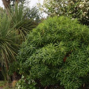 Euphorbia mellifera