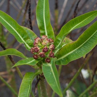 Euphorbia mellifera