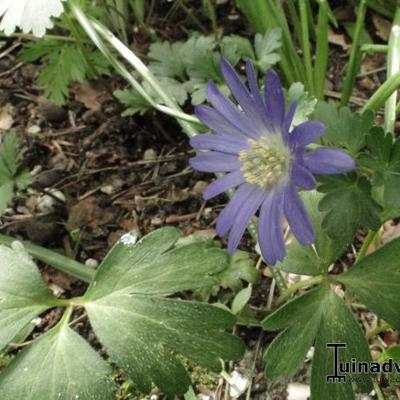 Anemone blanda - 