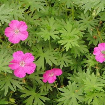 Geranium sanguineum