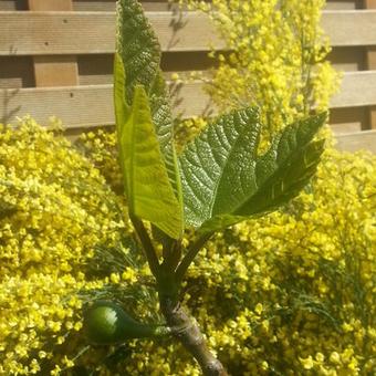 Ficus carica