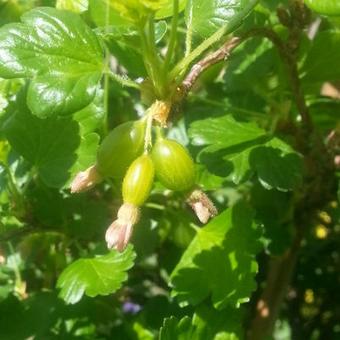 Ribes uva-crispa Hinnonmaki Röd