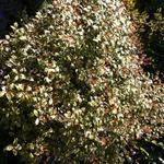 Osmanthus - 