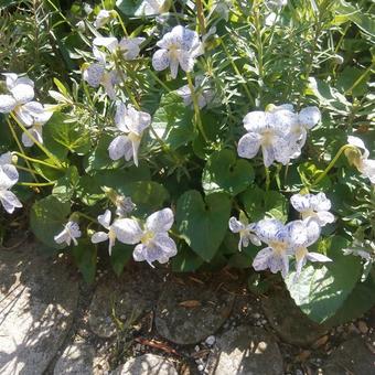 Viola sororia 'Freckles'