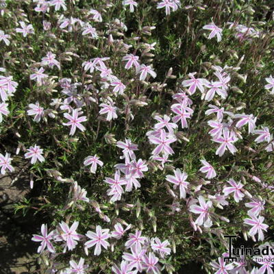 Phlox subulata 'Candy Stripes' - Phlox subulata 'Candy Stripes'