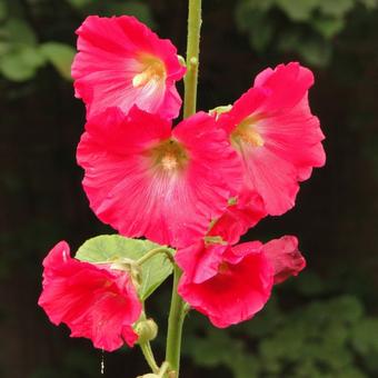 Alcea rosea