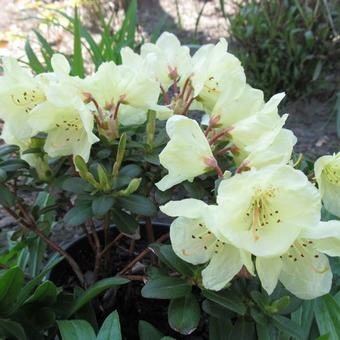 Rhododendron 'Princess Anne'