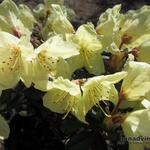 Rhododendron 'Princess Anne' - Rhododendron 'Princess Anne'