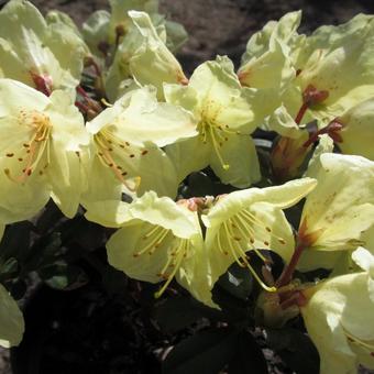 Rhododendron 'Princess Anne'