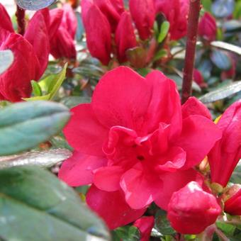 Rhododendron 'Moederkensdag'