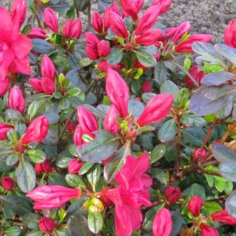 Rhododendron 'Moederkensdag'