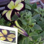 Petunia 'CRAZYTUNIA Star Jubilee' - 