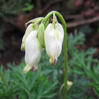 Dicentra formosa 'Aurora'