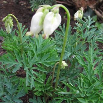 Dicentra formosa 'Aurora'