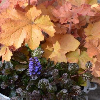 Ajuga reptans 'Braunherz'