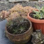 Haworthia radula 'White Star' - 