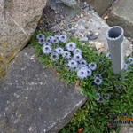 Globularia cordifolia - Globulaire à feuilles en cœur