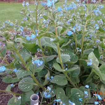 Brunnera macrophylla 'Langtrees'