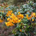 Berberis darwinii - Berbéris de Darwin - Berberis darwinii