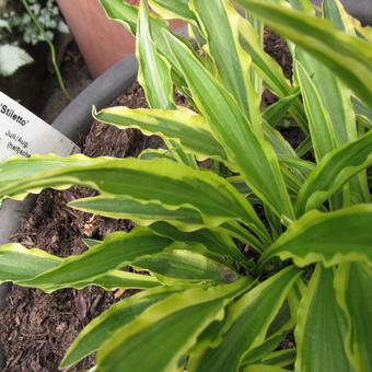 Hosta 'Stiletto'