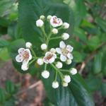 Aronia melanocarpa 'Hugin' - 