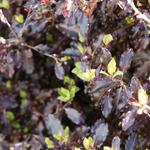 Pittosporum tenuifolium 'Tom Thumb' - 