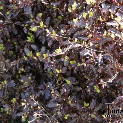 Pittosporum tenuifolium 'Tom Thumb' - Pittosporum tenuifolium 'Tom Thumb'