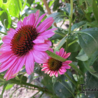 Echinacea purpurea 'Little Magnus' - Echinacea purpurea 'Little Magnus'